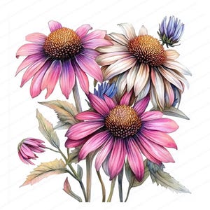 18 Coneflower Flower mix Clipart Bundle | Printable Watercolor clipart | High Quality JPGs | Digital download | Paper craft | junk journal