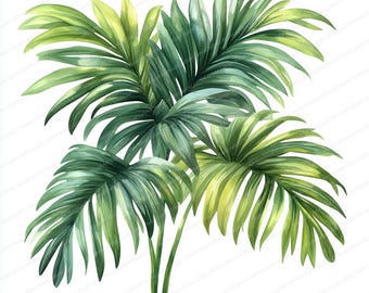 May include: Watercolor illustration of lush green palm leaves with yellow-green highlights. The leaves are arranged in a cluster, with long stems. The artwork is set against a clean white background, creating a tropical theme.