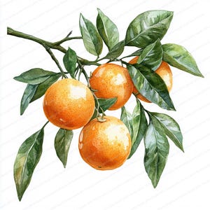 May include: A watercolor painting of a branch of an orange tree with four ripe oranges. The oranges are a vibrant orange color and the leaves are a deep green.