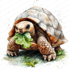 May include: A watercolour illustration of a tortoise eating a green leaf. The tortoise has a tan shell and skin, with dark eyes and a green leaf in its mouth. The artwork is set against a white background with green grass.