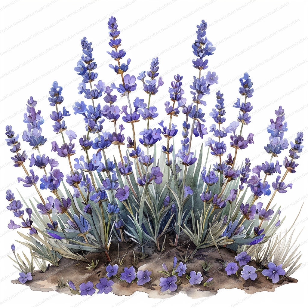 16 Lavender Plant Clipart Bundle Lavender Flower Printable Clipart High ...