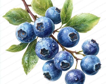 24 imágenes prediseñadas de ramas de arándanos / Ilustraciones de bayas con temática natural / Imágenes prediseñadas de acuarela imprimibles / JPG de alta calidad / Manualidades en papel