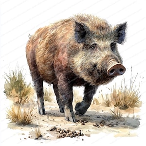 20 Clipart di cinghiali che scavano il terreno / Illustrazione di animali selvatici / Clipart di acquerelli stampabili / JPG di alta qualità / Artigianato di carta / diario