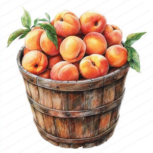 18 Balde de duraznos Clipart / Cosecha de duraznos frescos / Clipart de acuarela imprimible / JPG de alta calidad / Manualidades de papel / Diario basura