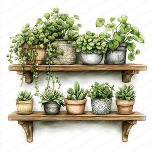 以下が含まれることがあります： 水彩画のイラストで、さまざまな鉢植えの植物が飾られた2つの木製の棚。上の棚には、装飾的な鉢に入ったつる性の葉の緑の植物があります。下の棚には、テラコッタと模様入りの鉢に入った多肉植物と小さな植物が飾られています。