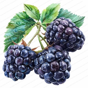 11 Blackberry Bushes Clipart Bundle | Watercolor Blackberry | Printable Watercolor clipart | High Quality JPGs | Digital download,Blackberry