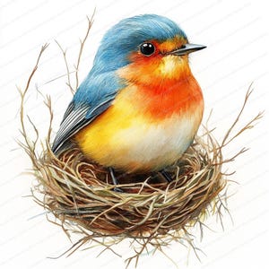18 Clipart di costruzione di nidi di uccelli / Set di illustrazioni ispirate alla natura / Clipart di acquerelli stampabili / JPG di alta qualità / Artigianato di carta / diario