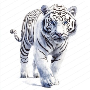 May include: A majestic white tiger with black stripes and striking blue eyes. The tiger is depicted in a forward-facing pose, showcasing its powerful build and intense gaze. The image is set against a clean white background, emphasizing the animal's striking appearance.