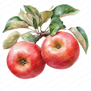 17 Clipart di rami di mela rossa / Illustrazione di frutta matura / Clipart di acquerelli stampabili / JPG di alta qualità / Artigianato di carta / Diario di spazzatura