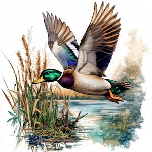 14 imágenes prediseñadas de pato real / Patos voladores para la temporada de caza de patos / Imágenes prediseñadas de acuarela imprimibles / JPG de alta calidad / Manualidades de papel / Diario