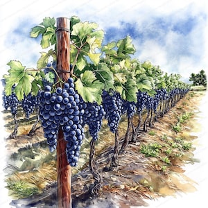 18 Clipart di uva da vigneto / Disegni di viti di frutta fresca / Clipart di acquerelli stampabili / JPG di alta qualità / Artigianato di carta / Diario di spazzatura