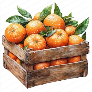 Conjunto de 20 imágenes prediseñadas de mandarina / Ilustraciones de acuarela de cítricos / Imágenes prediseñadas de acuarela imprimibles / JPG de alta calidad / Manualidades de papel / Diario