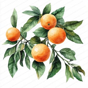 May include: A watercolor painting of a branch of a citrus tree with four ripe oranges. The oranges are a vibrant orange color and the leaves are a deep green.