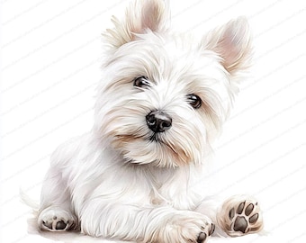Puede incluir: Un perro West Highland White Terrier blanco con pelaje blanco y esponjoso, sentado con las patas delanteras extendidas y mirando directamente a la cámara.