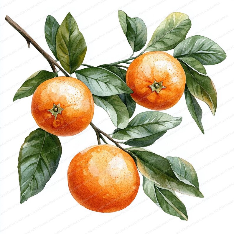 May include: A watercolor painting of a branch of a citrus tree with three ripe oranges. The oranges are a vibrant orange color and have green leaves around them.