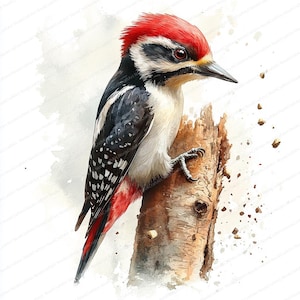 21 Specht Trommeln Clipart | Von der Natur inspirierte Vogelillustration | Druckbare Aquarell Clipart | Hochwertige JPGs | Junk Journal