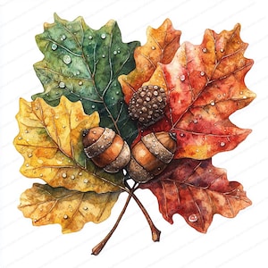 May include: A watercolour illustration of autumn leaves and acorns. The leaves are in shades of green, yellow, and red, with water droplets. Two acorns with striped caps and a small acorn cluster are also present.