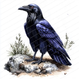 16 Clipart Raven Crow Bird Portrait | Raven Crow Portrait | Printable Watercolor Clipart | High Quality JPGs | Paper Craft | Junk Journal