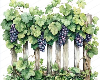 18 Clipart de Cerca de Vinhedo | Ilustração Rústica de Videira | Clipart de Aquarela para Imprimir | JPGs de Alta Qualidade | Artesanato em Papel | Diário de Lixo