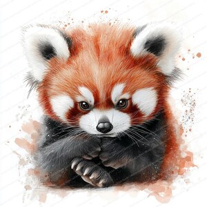 K&ouml;nnte beinhalten: Ein Aquarellbild eines Roten Pandas mit einer wei&szlig;en Brust und schwarzen Beinen. Das Junge sitzt mit seinen Pfoten unter dem Kinn und schaut direkt auf den Betrachter. Der Hintergrund ist ein weicher Aquarell-Wasch in Orange und Braun.
