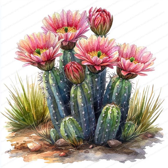 20 種類の開花サボテンのクリップアート | 砂漠の花のイラストセット