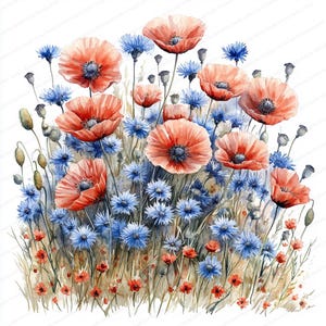 18 Campo de papoulas e centáureas Clipart | Endless Floral Meadow Design | Clipart de aquarela para impressão | JPGs de alta qualidade | Diário de lixo