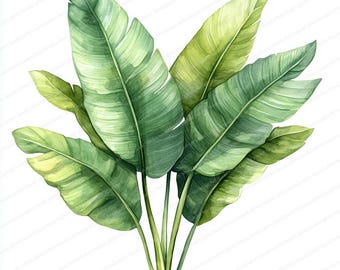 May include: Watercolor illustration of a cluster of large, green banana leaves. The leaves have a detailed, textured appearance with varying shades of green and yellow. The image is set against a white background, highlighting the naturalistic style of the botanical artwork.