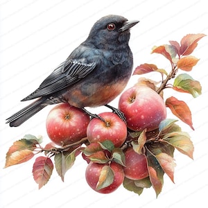 20 merel tussen de appels-clipart | Op de natuur geïnspireerde kunstillustratie | Afdrukbare aquarel clipart | Hoge kwaliteit JPG's | Papierkunst