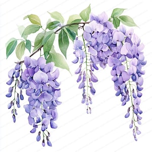 18 Glyzinien Blumen Clipart-Set | Lila Glyzinien Zweig | Aquarell Digitaler Download | Hochwertige JPG | Junk Journal