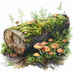 Può includere: Illustrazione ad acquerello di un tronco coperto di muschio con diversi funghi. I funghi hanno cappelli marroni con macchie bianche. Il fogliame verde e le piccole piante circondano il tronco, creando una scena naturale del bosco.
