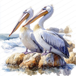 19 Clipart di pellicani marini / Collezione di uccelli costieri sulle rocce / Clipart di acquerelli stampabili / JPG di alta qualità / Lavoretti di carta / Diario