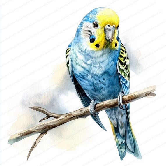 16 セキセイインコのクリップアート | 水彩インコ | 印刷可能な水彩