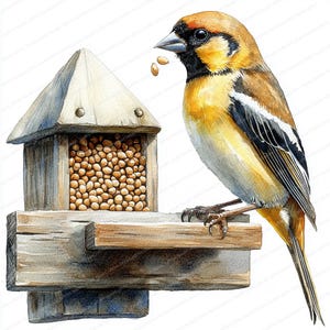18 Clipart di fringuello con semi dalla mangiatoia / Illustrazione di uccelli selvatici per l'artigianato / Clipart acquerello stampabile / JPG di alta qualità