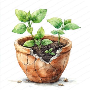 20 kapotte bloempot-clipart | Illustratie kiemende planten| Afdrukbare aquarel clipart | Hoge kwaliteit JPG's | Papierkunst | Junkjournaal