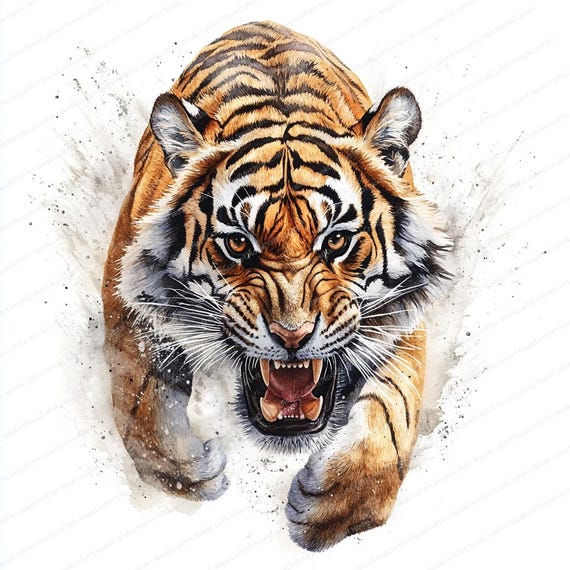 18 水彩画の虎のクリップアート | 印刷可能な虎のイラスト | 高品質