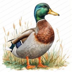 17 Mallard Duck Cliparts | Watercolor Duck | Printable Watercolor clipart | High Quality JPGs | Digital download | Paper craft | journals