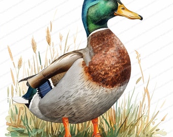 17 Cliparts de Pato-real | Pato em Aquarela | Clipart em Aquarela para Imprimir | JPGs de Alta Qualidade | Download Digital | Artesanato em Papel | Diários