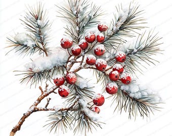 May include: Watercolor illustration of a snow-covered pine branch with vibrant red berries. The berries are dotted with white snow, and the pine needles are a muted green. The image has a soft, artistic feel, perfect for holiday-themed designs.