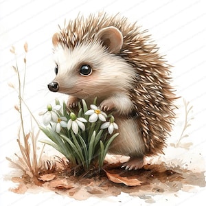 Può includere: Illustrazione ad acquerello di un simpatico riccio con aculei marroni e bianchi, in piedi accanto a un gruppo di fiori di bucaneve bianchi con steli e foglie verdi. Il riccio ha un naso rosa, su sfondo bianco.