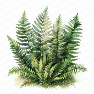 14 Clipart fougère | Clipart fougère forestière à l'aquarelle | Clipart aquarelle imprimable | JPG de haute qualité | Téléchargement numérique | Créations en papier