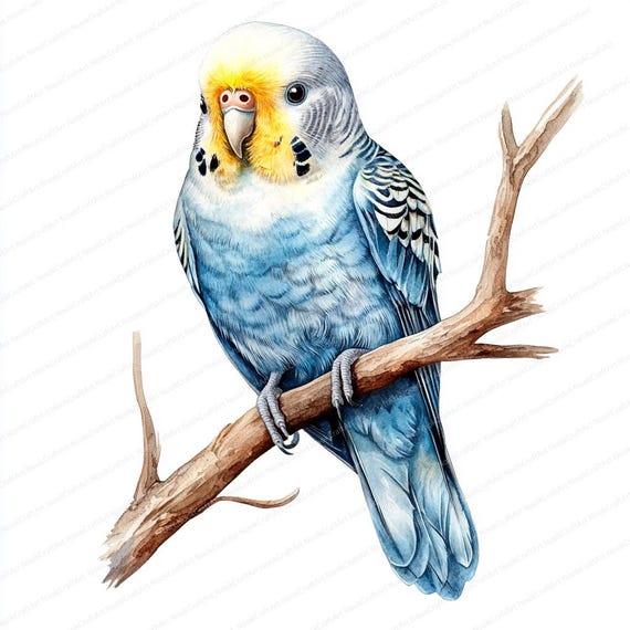 16 セキセイインコのクリップアート | 水彩インコ | 印刷可能な水彩