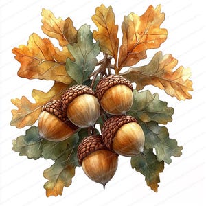 16 Clipart di ghiande di quercia / Arte della natura autunnale / JPG di alta qualità / Download digitale / Illustrazioni di ghiande / Clipart botaniche / Grafica forestale