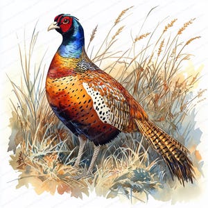 20 Grassland Faisão Pássaro Clipart | Natureza Pássaro Arte | Ilustração de Decoração de Vida Selvagem | Clipart de Alta Qualidade | Artesanato Digital para Impressões