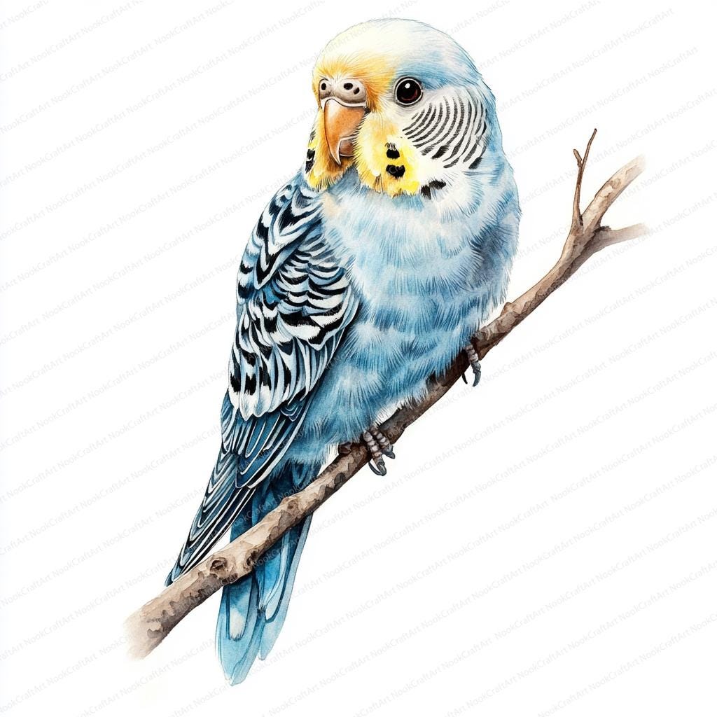 16 セキセイインコのクリップアート | 水彩インコ | 印刷可能な水彩