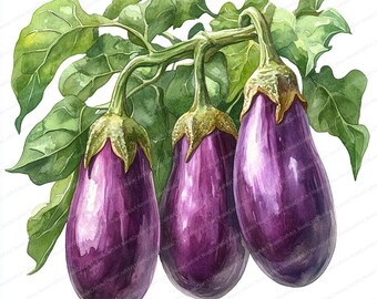 20 Purple Eggplant Clipart | Garden Vegetables Illustration