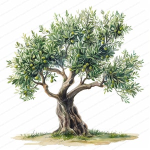 Op de afbeelding: Waterverfschilderij van een olijfboom met groene bladeren en olijven. De boom heeft een dikke, getextureerde stam en takken, tegen een witte achtergrond. Het kunstwerk is gedetailleerd en realistisch, met een focus op de natuurlijke vorm van de boom.