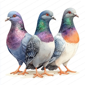 21 Clipart di raduno di piccioni / Illustrazione di uccelli quadrati urbani / Clipart di acquerelli stampabili / JPG di alta qualità / Lavoretti di carta / Diario di spazzatura