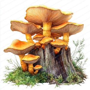 20 clipartfamilie cantharelpaddestoelen | Illustratieset bosstronk | Afdrukbare aquarel clipart | Hoge kwaliteit JPG's | Papierkunst