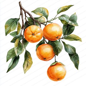 May include: A watercolor painting of a branch of a citrus tree with four ripe oranges. The oranges are a vibrant orange color and the leaves are a deep green.
