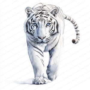 May include: A detailed illustration of a white tiger with black stripes, walking towards the viewer. The tiger has striking blue eyes and a pink nose. The artwork is set against a plain white background, emphasizing the animal's features.